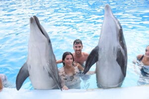 Nuotare con i Delfini a Sharm el Sheikh