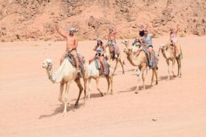 Cammellata nel deserto di sharm el sheikh