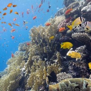 Jeep Safari al Canyon Colorato & Blue Hole – Snorkeling da Sharm
