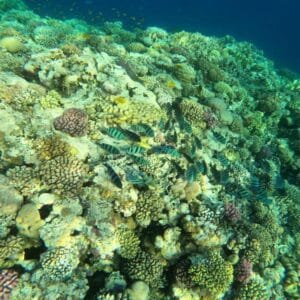 Jeep Safari al Canyon Colorato & Blue Hole – Snorkeling da Sharm