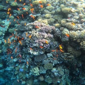 Jeep Safari al Canyon Colorato & Blue Hole – Snorkeling da Sharm