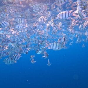 Jeep Safari al Canyon Colorato & Blue Hole – Snorkeling da Sharm